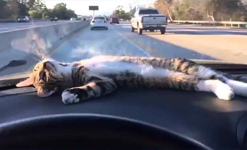 Советы: как путешествовать с кошкой в ​​машине